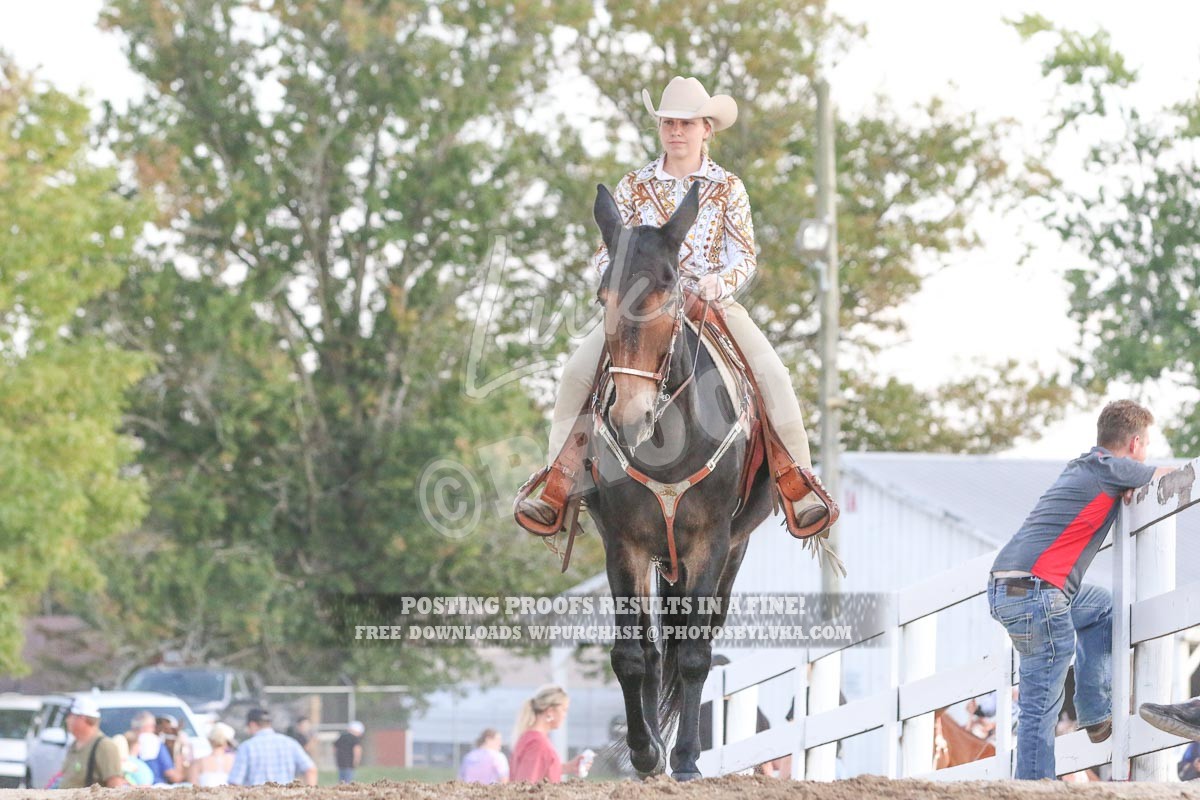 Kentucky Celebration Horse Shows 2022 Horse Shows www