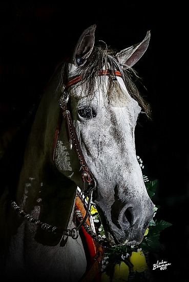 OWINGSVILLE LIONS CLUB HORSE SHOW